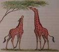 giraffen