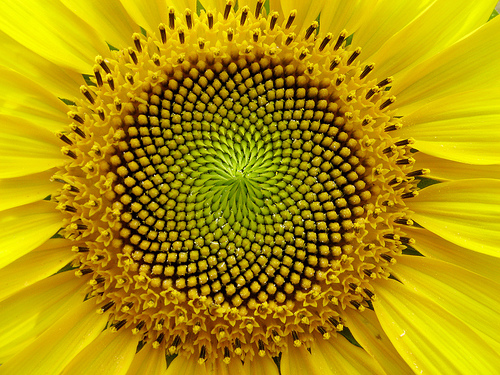 Solsikkeblomst